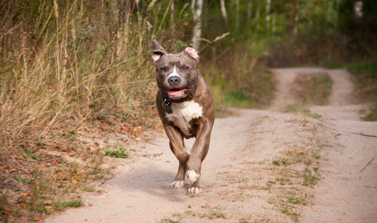 Bir Köpek Saldırısından Nasıl Kurtulursunuz?