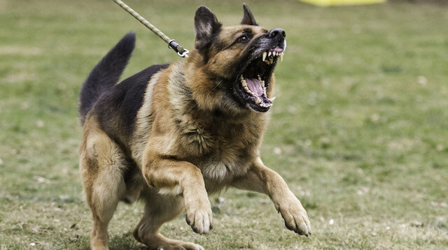 Bir Köpek Saldırısından Nasıl Kurtulursunuz?